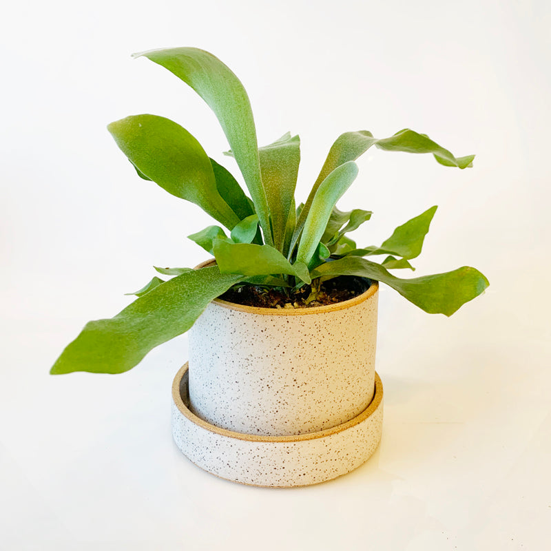 4" Speckled Planter - White