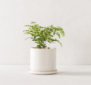 6" Minimalist Planter - White Stoneware