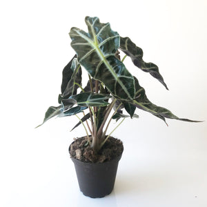 African Mask Plant - KESTREL