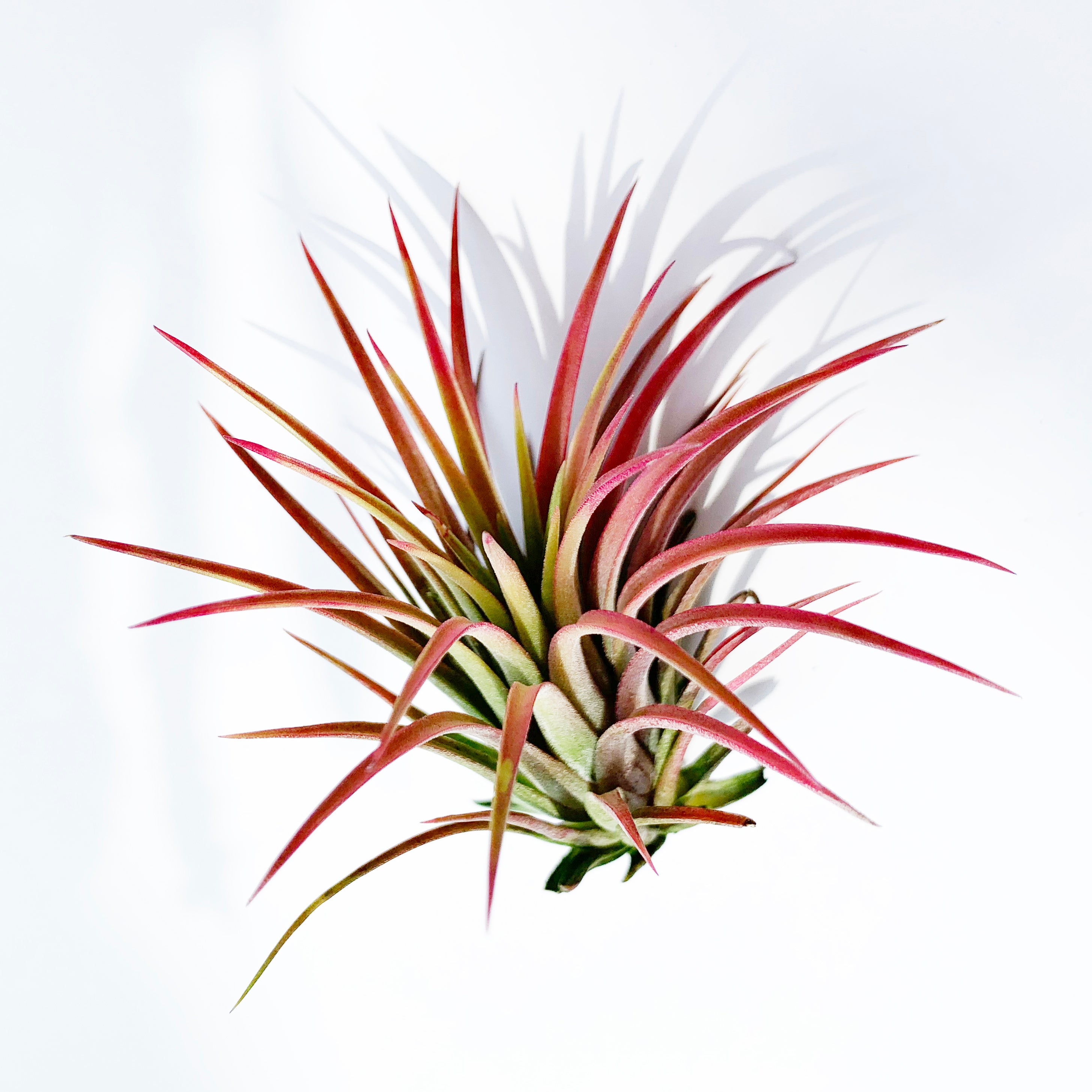Air Plant - Ionantha