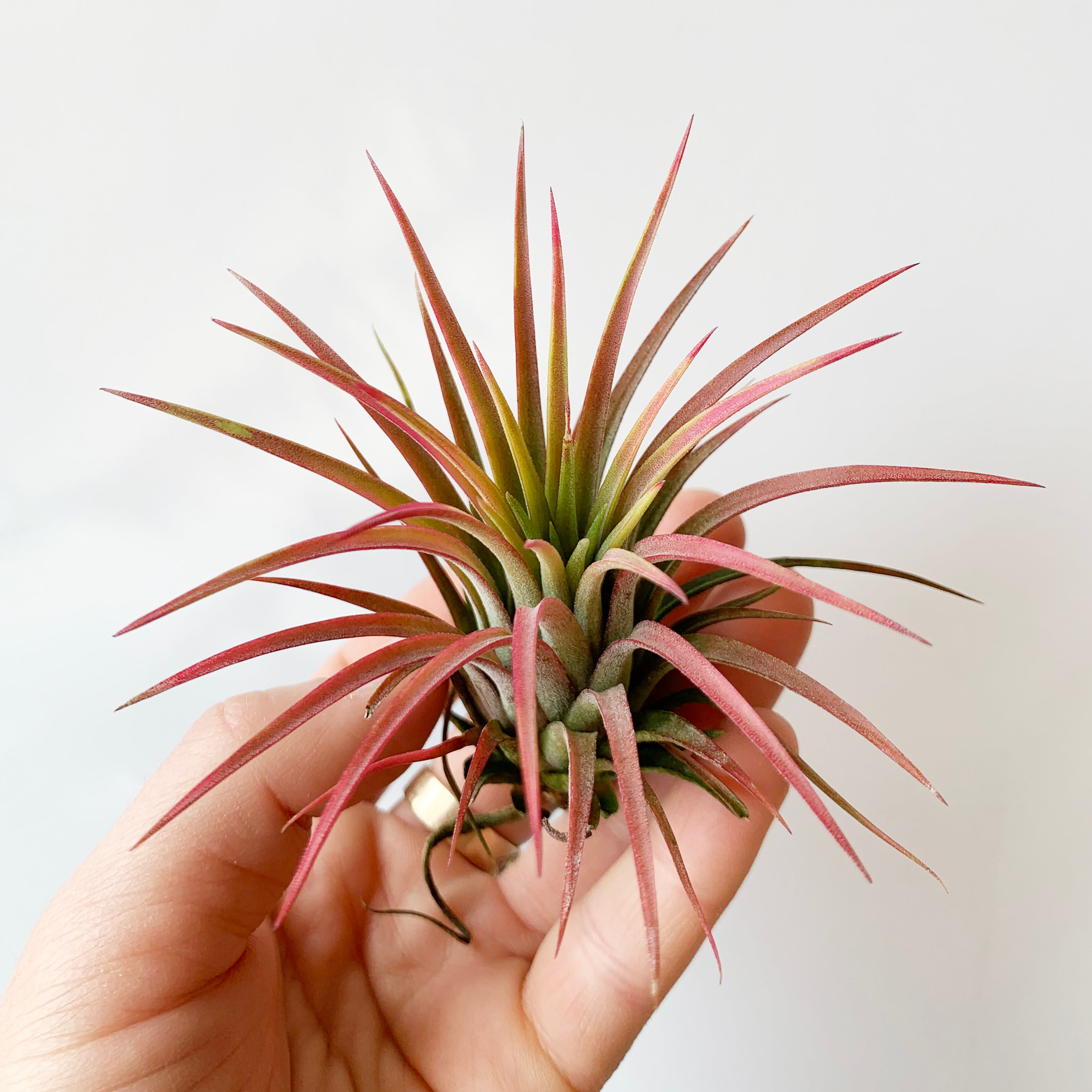 Air Plant - Ionantha