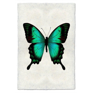 Butterfly #1 Print