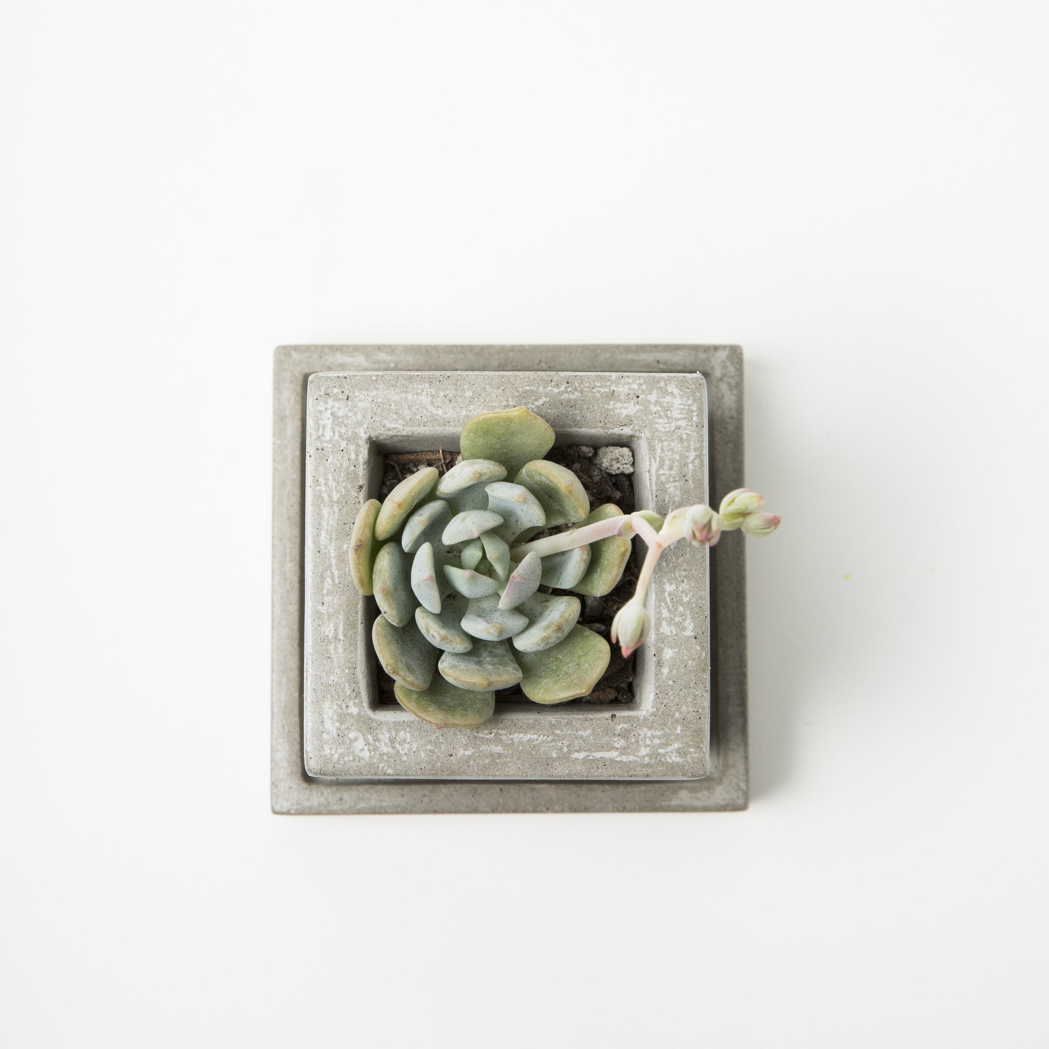 Mini Square Concrete Planter - KESTREL