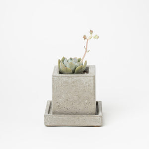 Mini Square Concrete Planter - KESTREL