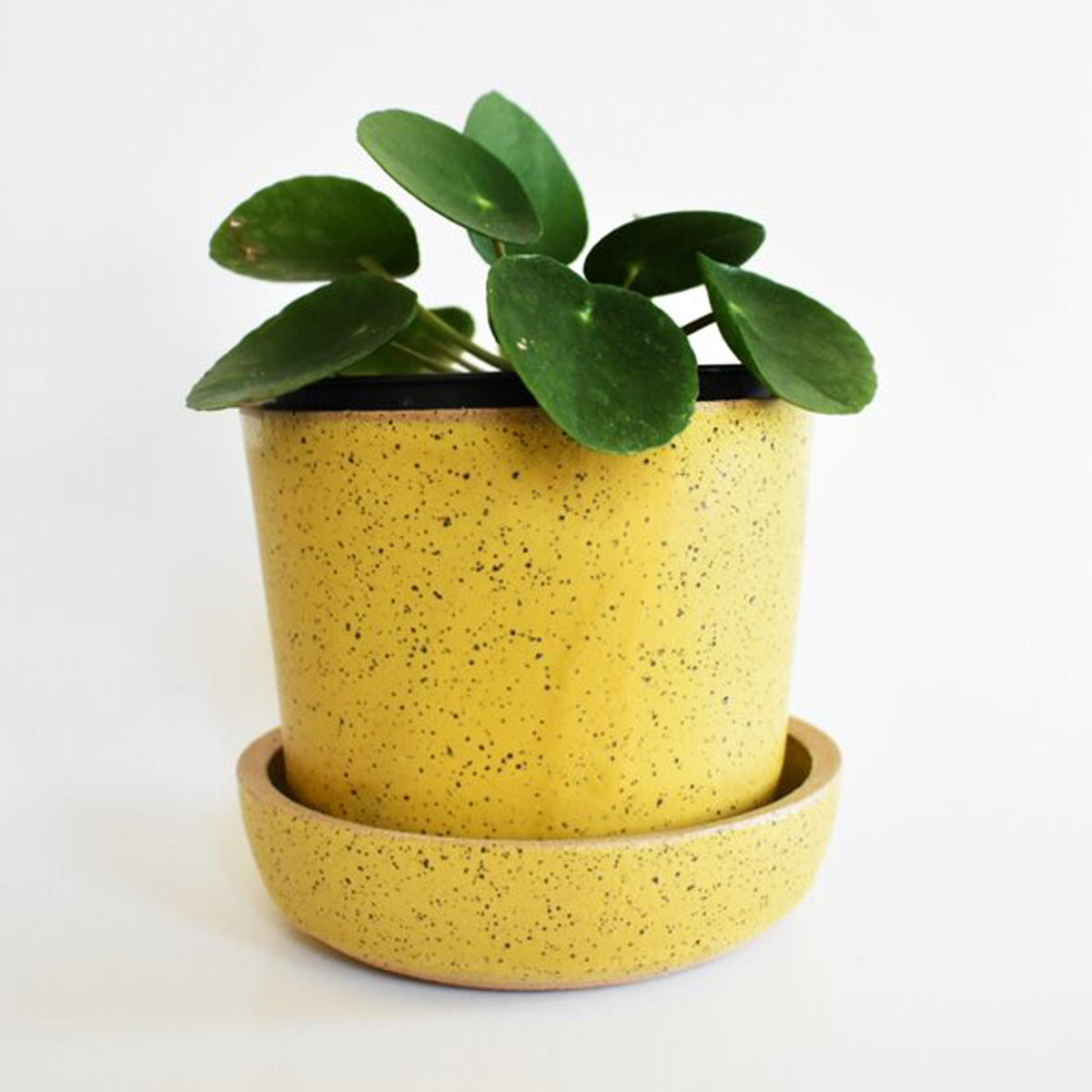Speckled Planter (Dandelion) - KESTREL