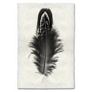 Mallard Duck Feather Print #3 - KESTREL