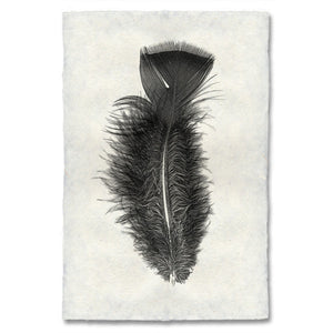 Turkey Feather Print #10 - KESTREL