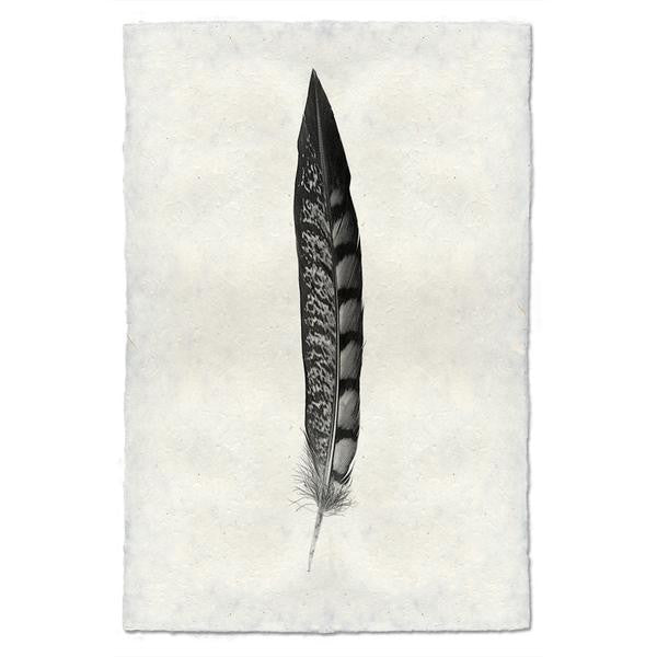 Lady Amherst Pheasant Feather Print #11 - KESTREL