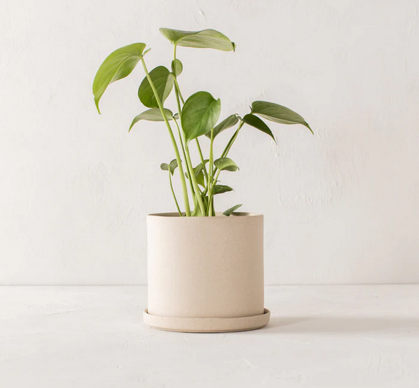 6" Minimalist Planter + Tray - Raw Stoneware