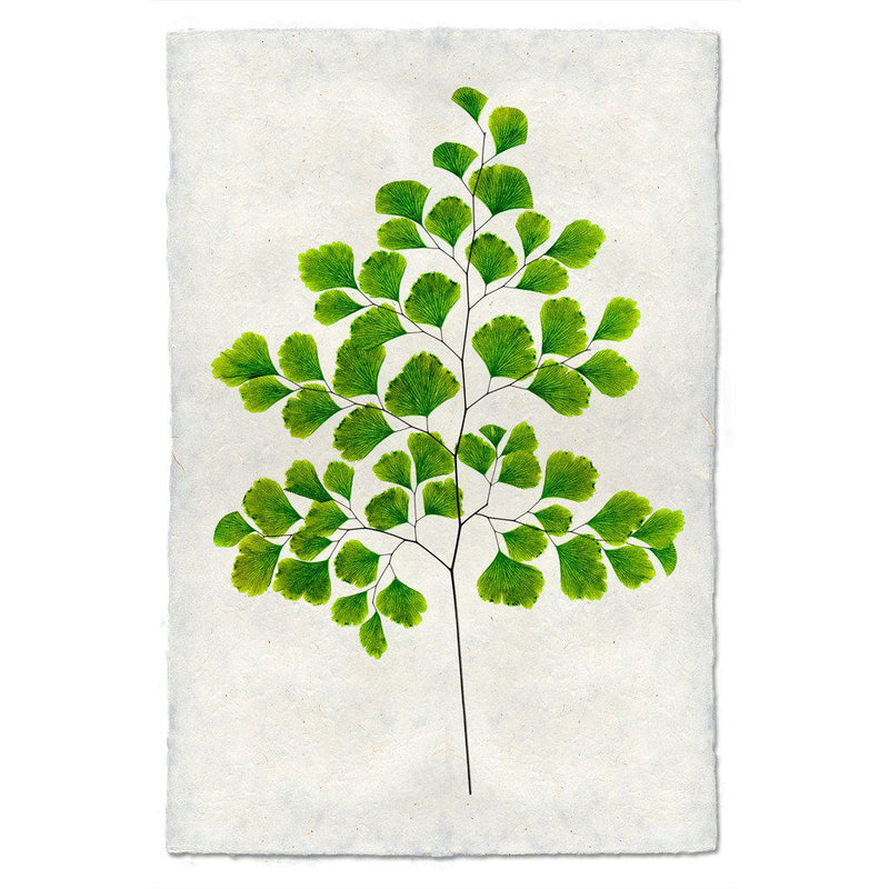 Fern Print #7