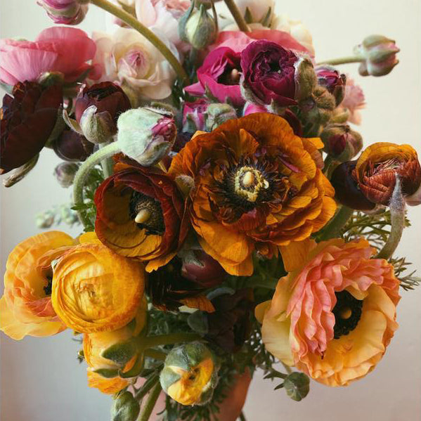 Kestrel x Mal du Pays Flower Share