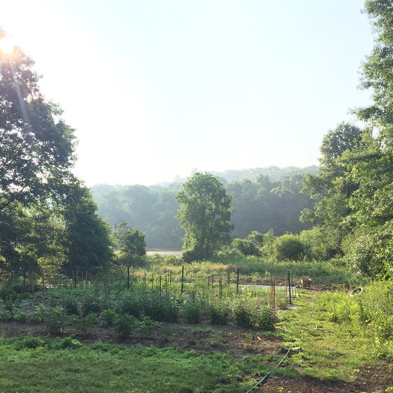 Kestrel x Mal du Pays Flower Share