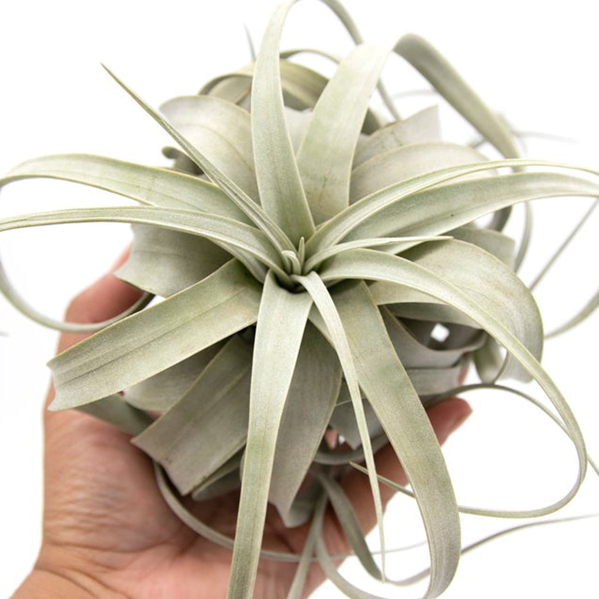 Tillandsia Xerographica - KESTREL