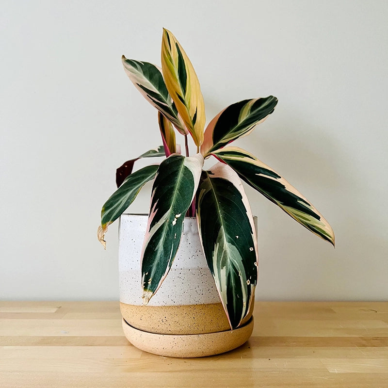 Hands On Speckled Planter + Tray - White