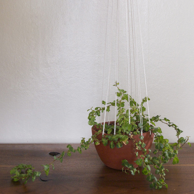 Little Red Hanging Planter - KESTREL