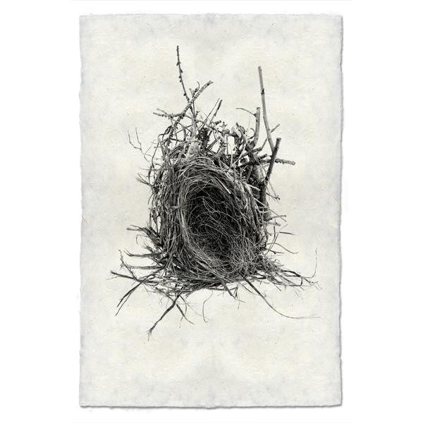 Nest Print #12 - KESTREL