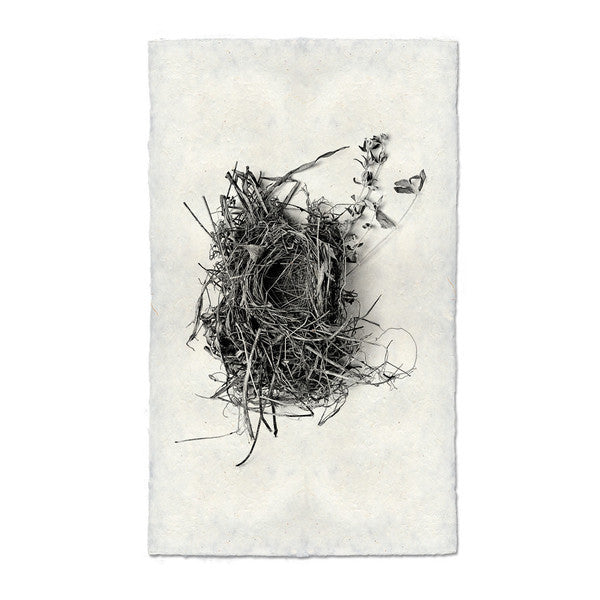 Nest Print #1 - KESTREL