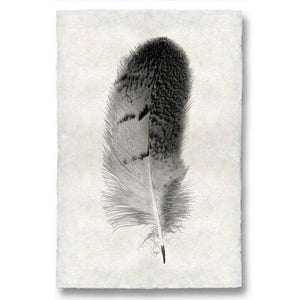 Owl Feather Print #7 - KESTREL