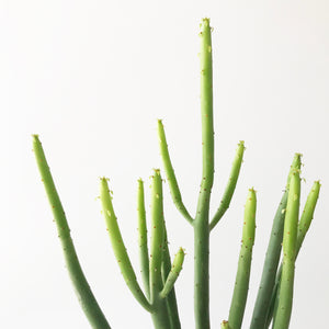 Pencil Cactus