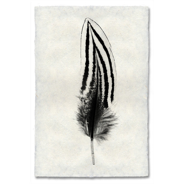 Silver Pheasant Feather Print #2 - KESTREL