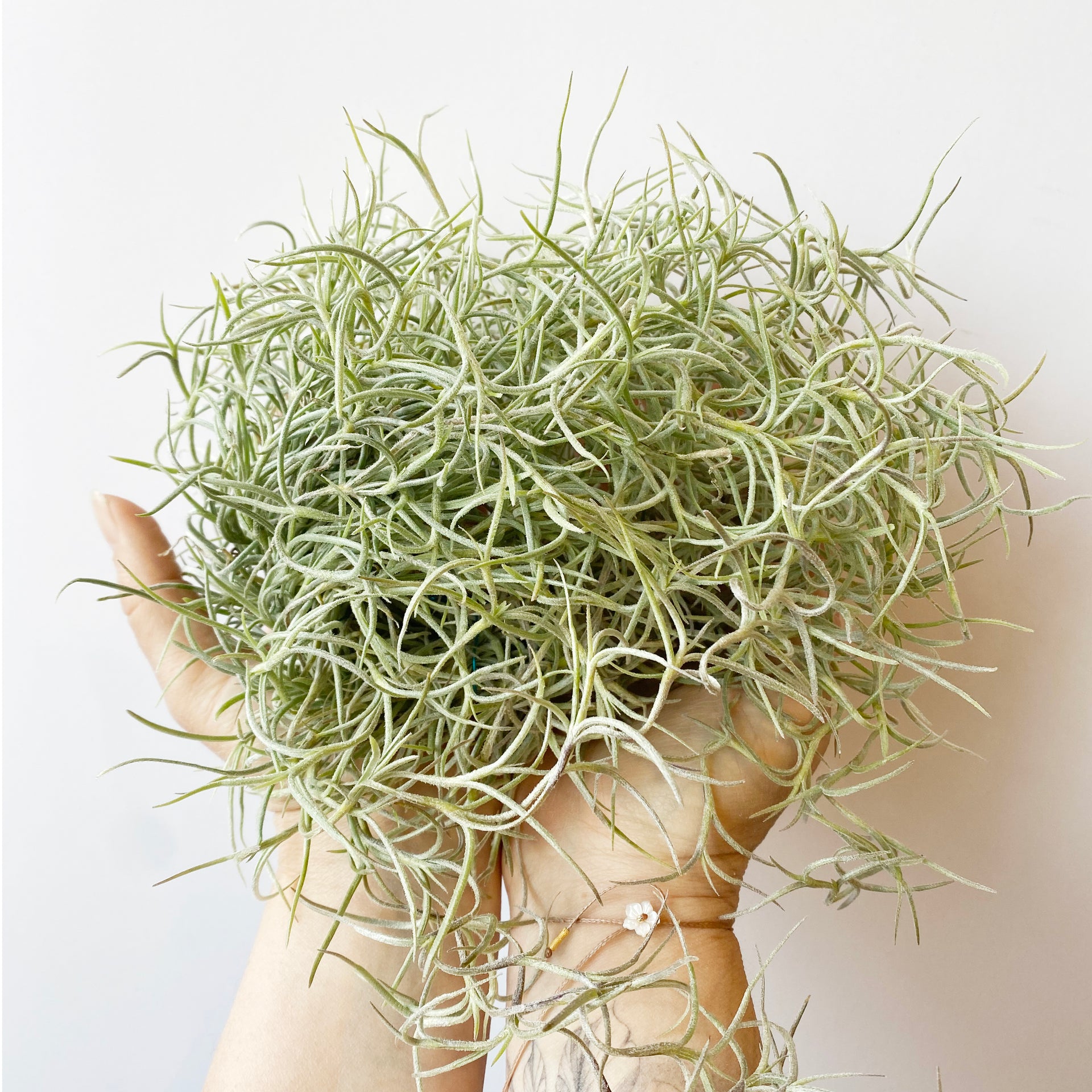spanish moss indoor plant Spanish Moss (Tillandsia usneoides)