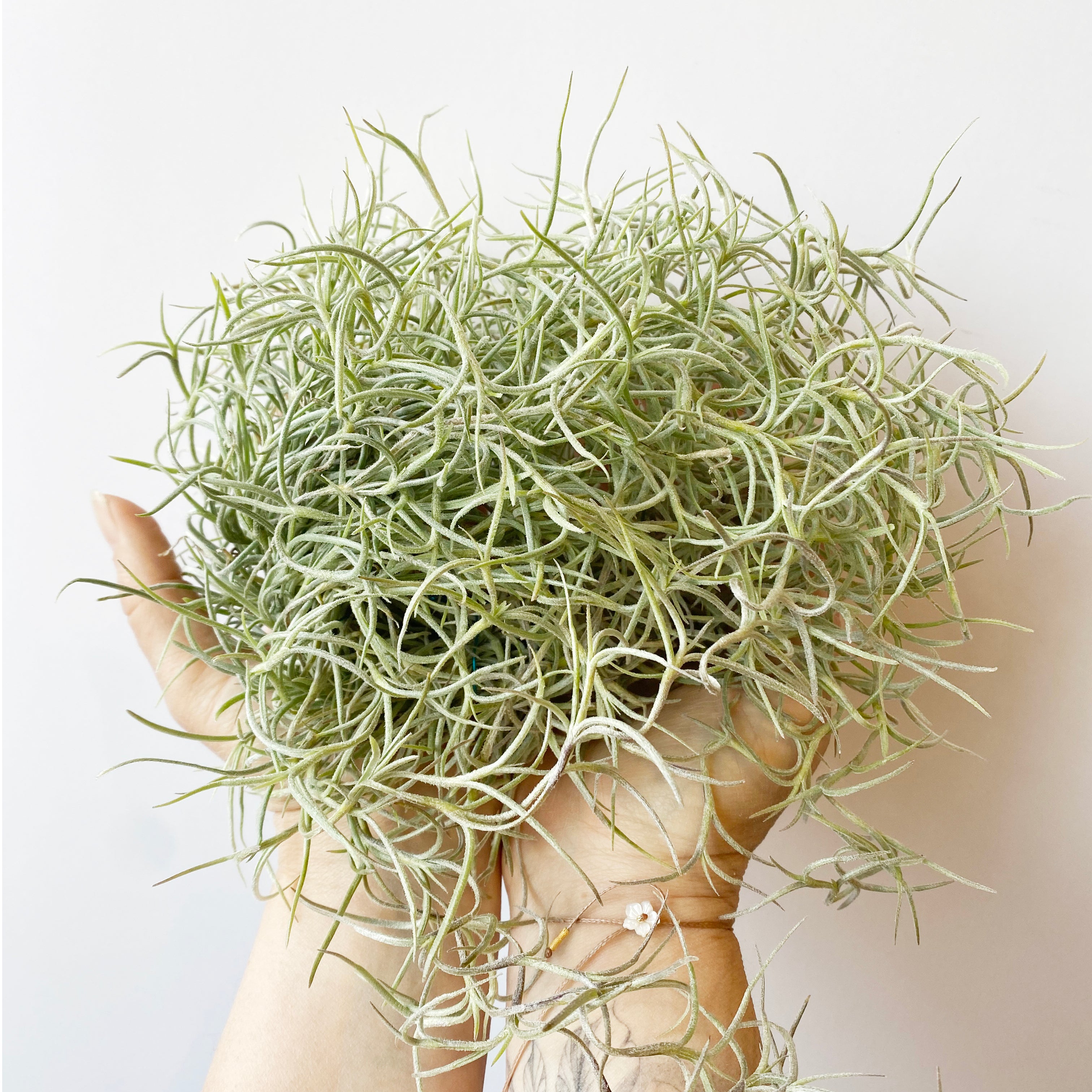 Spanish Moss (Tillandsia usneoides)