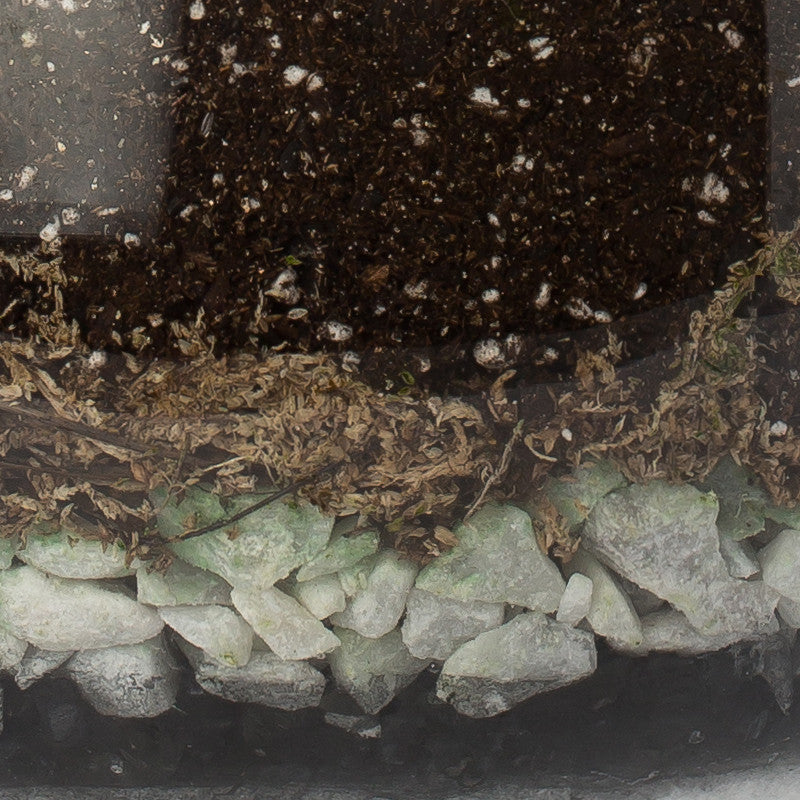 Custom Terrarium - KESTREL