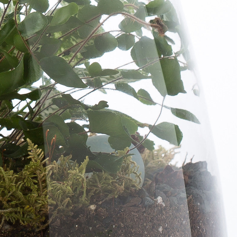Custom Terrarium - KESTREL