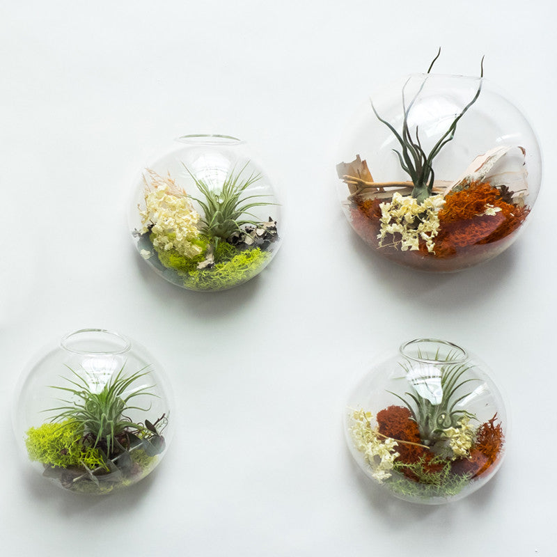 Small Wall Bubble Aerium - KESTREL